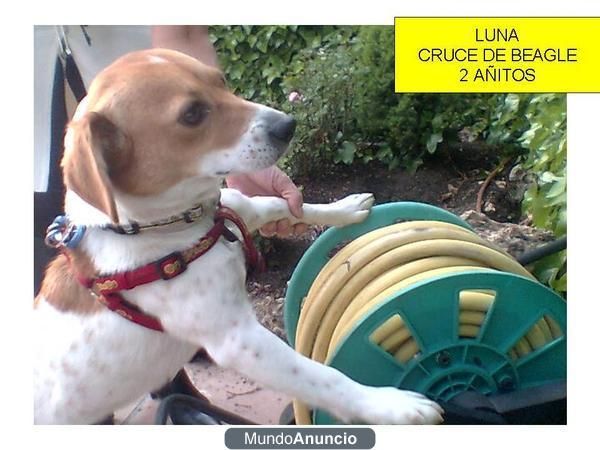 - ADOPTA, xBeagle, ADOPTA, xBeagle