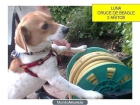 - ADOPTA, xBeagle, ADOPTA, xBeagle - mejor precio | unprecio.es