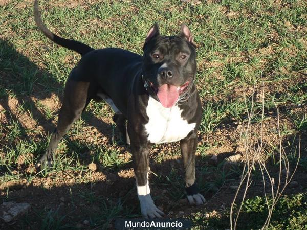 Busco Hembra American Standforshire Terrier