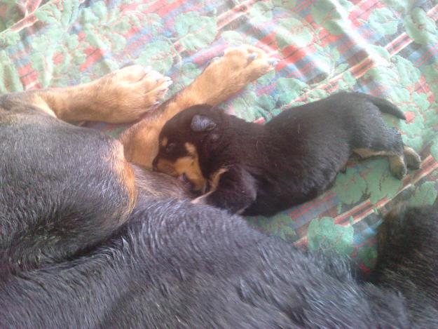 CACHORRO MACHO ROTTWEILER