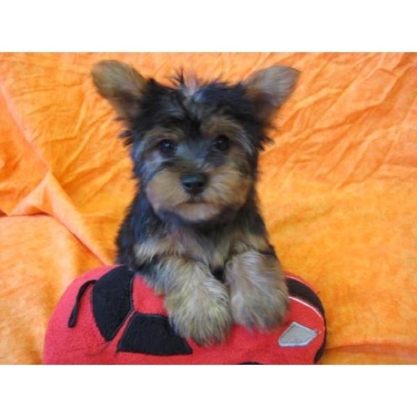 cachorro Yorkie adorable para adopción