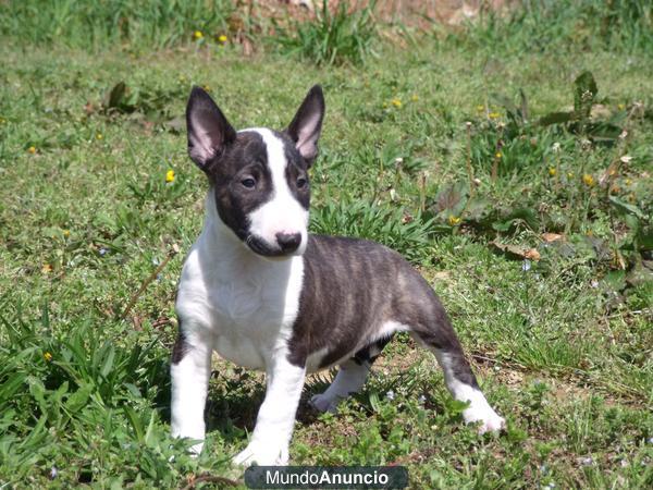 CACHORROS DE BULL TERRIER