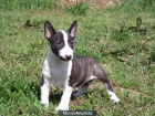 CACHORROS DE BULL TERRIER - mejor precio | unprecio.es