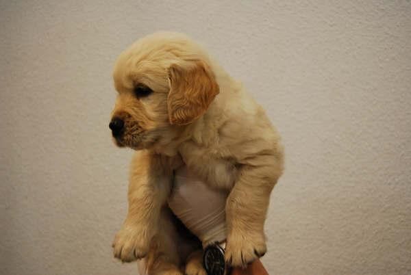 cachorros de golden retriever en venta para entregar