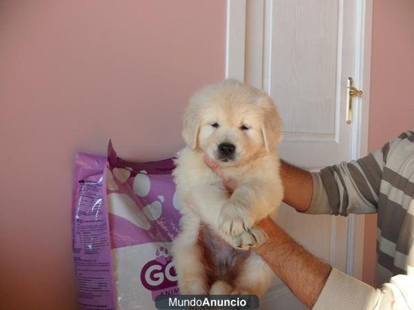 Camadita de calidad de golden retriever