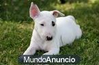 Espectaculares bullterrier