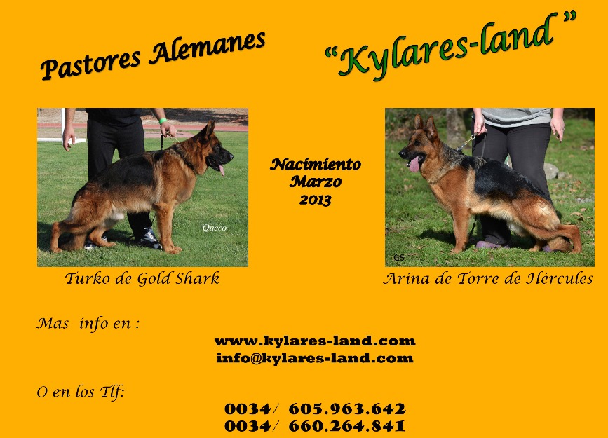 Excelentes cachorros de pastores alemanes