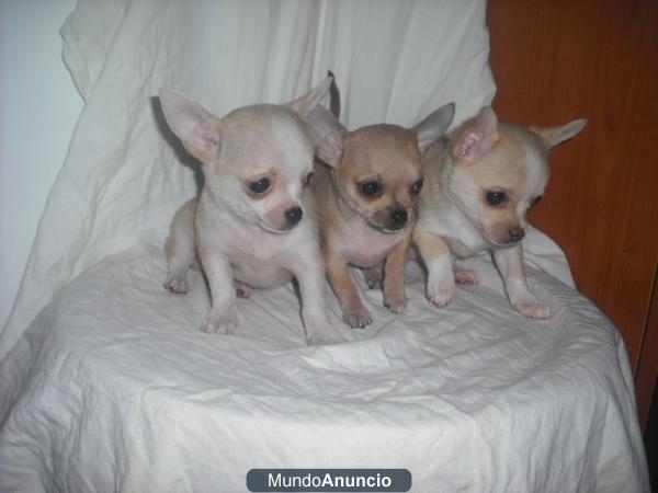 oferton de chihuahua miniatura 350 euros