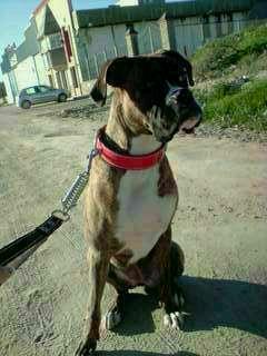 REGALO BOXER HEMBRA