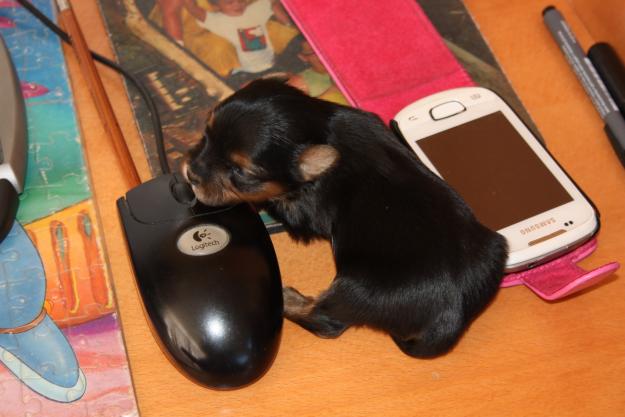 Yorkshire Mini cachorros vendo