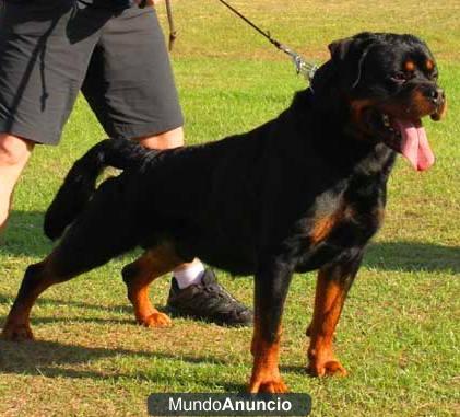 DISPONIBLE CACHORROS TODO EL AÑO