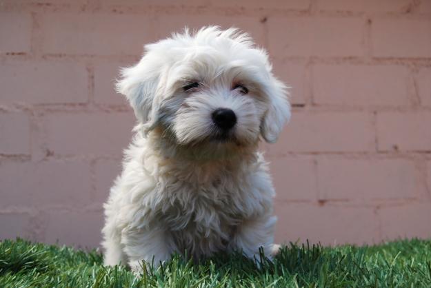 Cachorritos Bichón Maltés, dos meses de edad. NACIONALES !