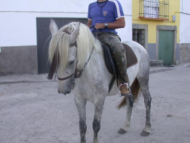 Caballo Hipanoárabe