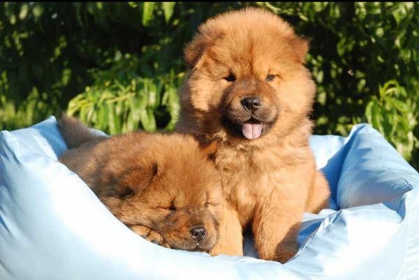 Cachorritos de Chow-chow, economicos