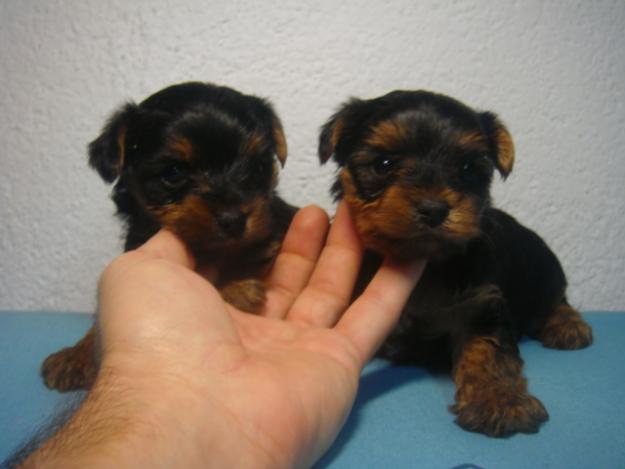 cachorritos de yorkshire terrier