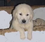 CACHORROS DE GOLDEN RETRIEVER, PRECIOSOS 350 EUROS