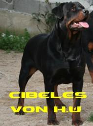 excelentes rottweilers
