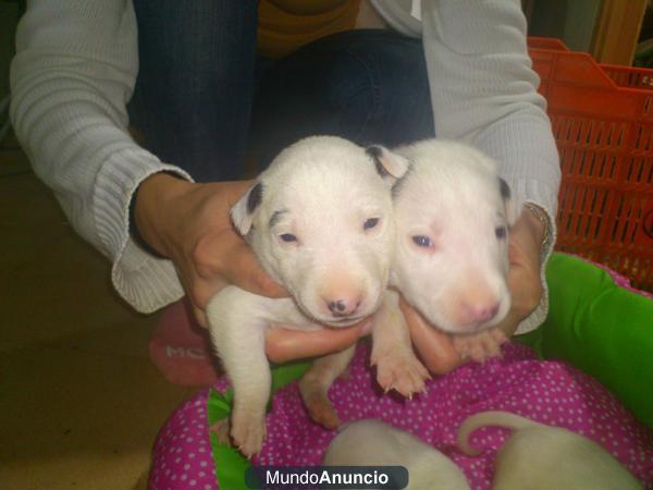 Impresionantes Cachorros Bull Terrier