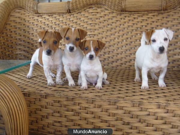 JACK RUSSELL PATA CORTA, PELO CORTO