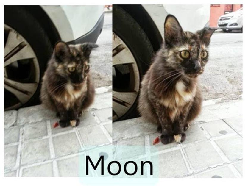 Moon, gatita carey en la calle, acogida urgente