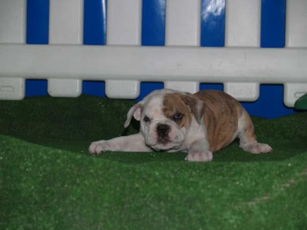 Se vende camada de Bulldog Ingles