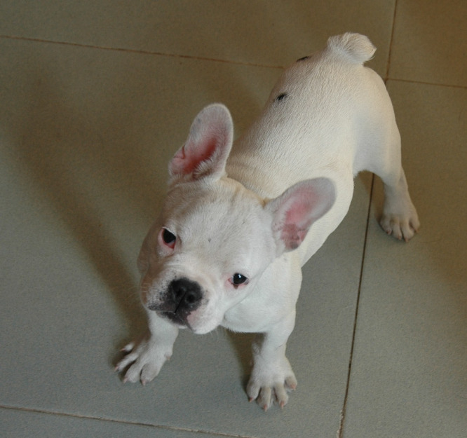 Bulldog frances macho blanco: