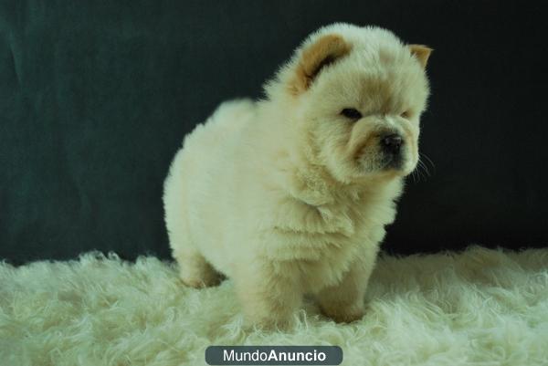 Cachorritos de chow chow , excelente genetica