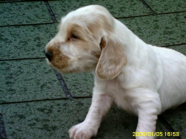 Cachorro cocker spaniel 180 euros