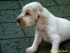 Cachorro cocker spaniel 180 euros - mejor precio | unprecio.es