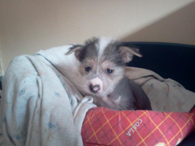 Cachorro raza crestado chino sin pelo