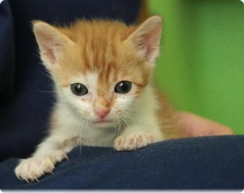 GATITO PEQUEÑI BUSCA CASA DONDE LO QUIERAN...