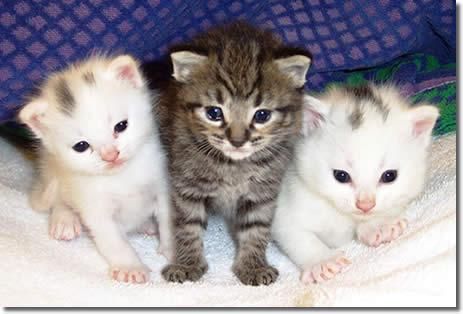 GATITOS SE REGALAN EN SANT QUIRZE DEL VALLES BARCELONA