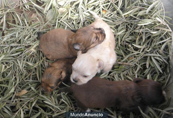 se regalan cachorros