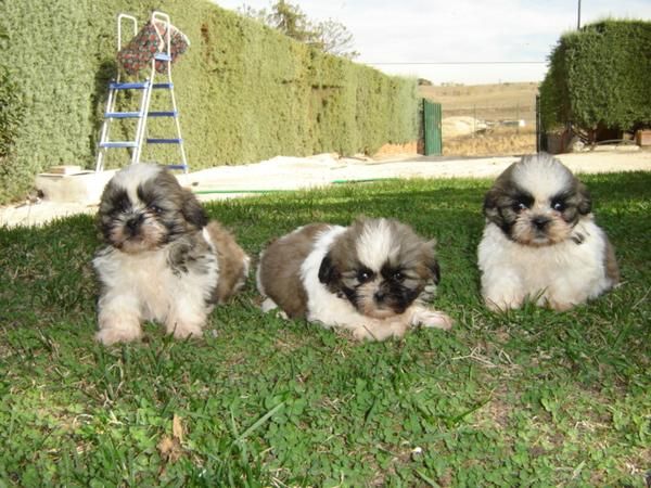 shih tzu tricolor