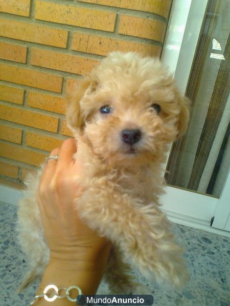 SE VENDE CACHORRO DE BICHÓN BOLOÑÉS