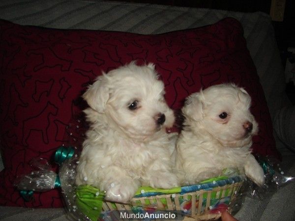 BICHON MALTES, perros, cachorros, criadero, venta.