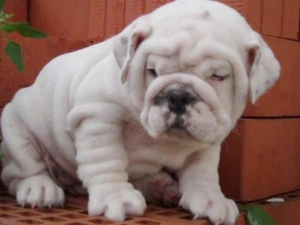 Bulldog Ingles Disponibles