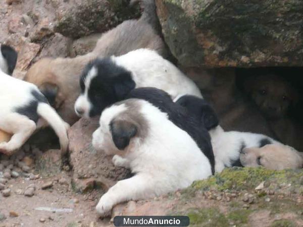 CACHORRITOS