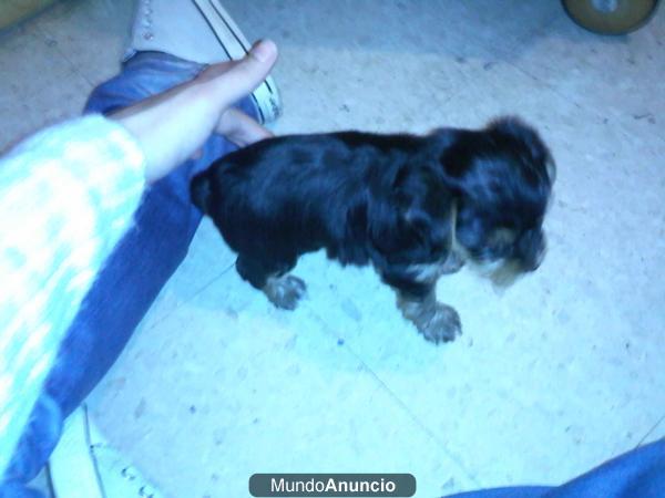 Cachorro de 1 mes y 29 dias, Hembra, Raza Jorsay. 200€ Precio Negociable