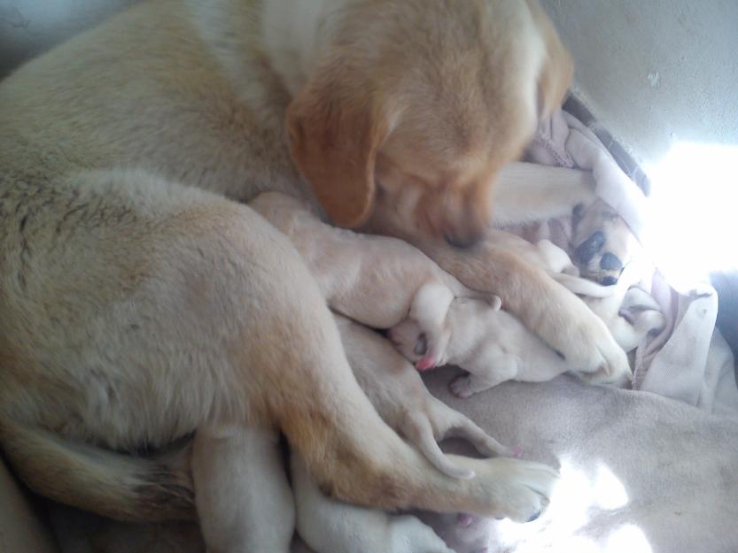 cachorros de labrador con mes y medio