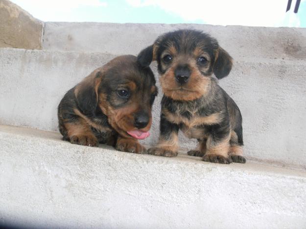 cachorros de teckel