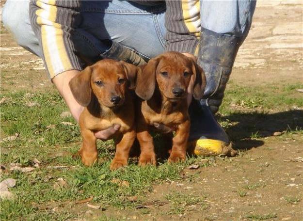 CACHORROS DE TECKEL PELO LISO Y PELO DURO 600€