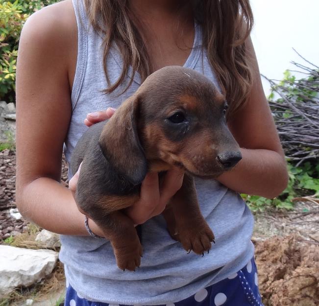 Cachorros teckel estandar pelo corto.