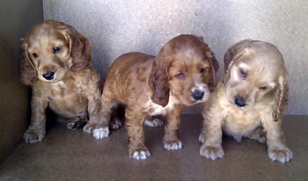 COCKER SPANIEL 170€