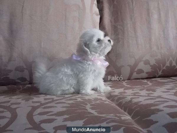 Excelente  cachorro BICHON MALTES