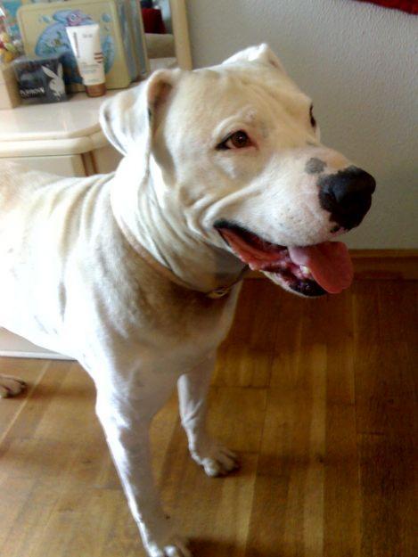 Impresionante macho de Pitbull busca hembra