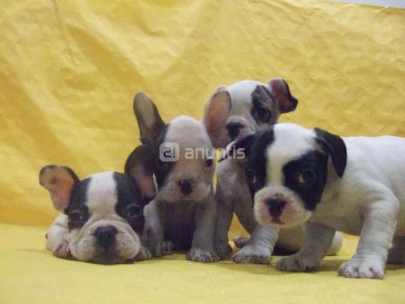 PRECIOSOS CACHORRITOS DE BULLDOG FRANCES, OFERTA! 490 EUROS