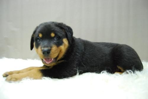 Rottweiler Cachorros de Pura Raza . con Pedigre Nacional.