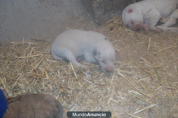 SE REGALAN CACHORROS DE MASTIN