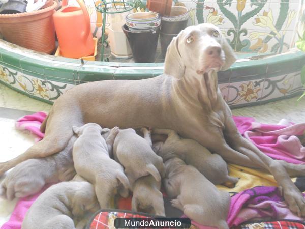 SE VENDEN BRACOS DE WEIMAR